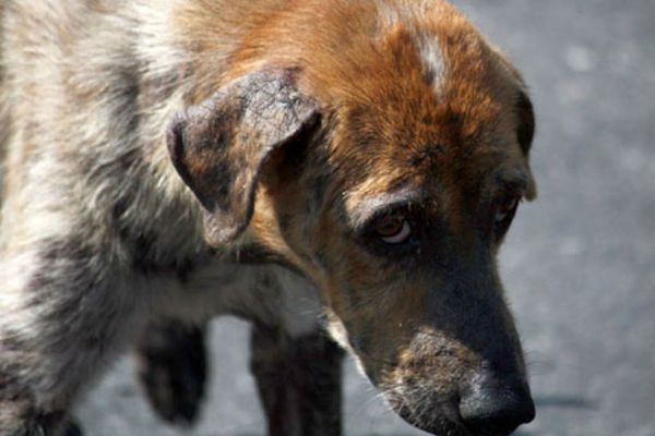 Самаре требуется 11 млн рублей на организацию дополнительных мест в приютах для животных