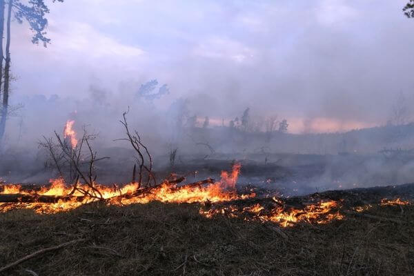 Жители Самарской области за 2020 год устроили 28 лесных пожаров на площади более 20 га | CityTraffic