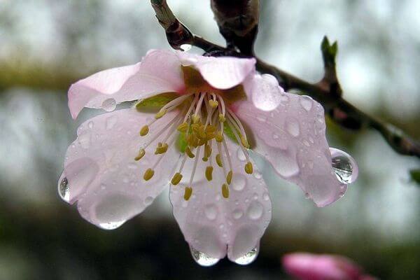 дождь весна цветок