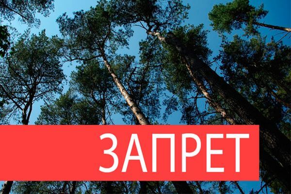 В Самарской области запрет на посещение лесов продлили до 31 октября | CityTraffic