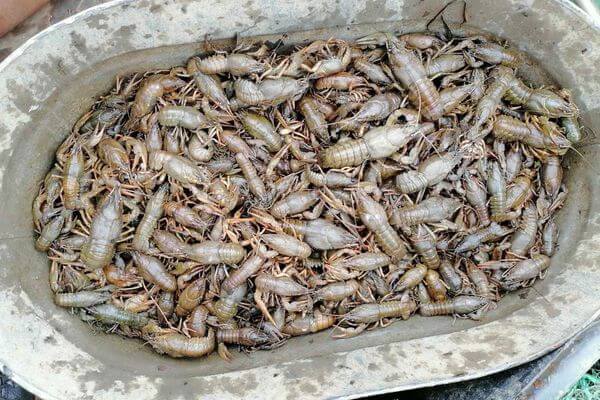 В Самаре уничтожили более 127 кг рыбы и раков | CityTraffic
