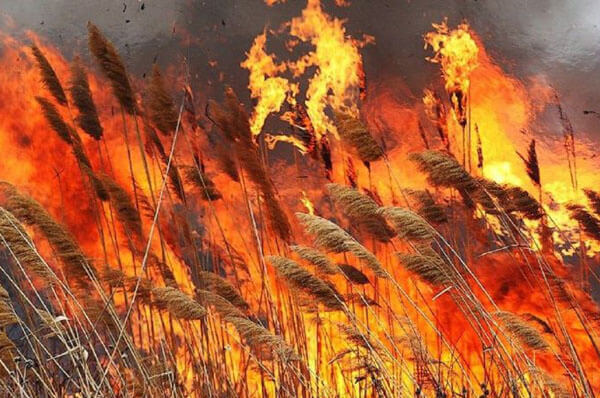 В Самарской области горит камыш на площади 3 га