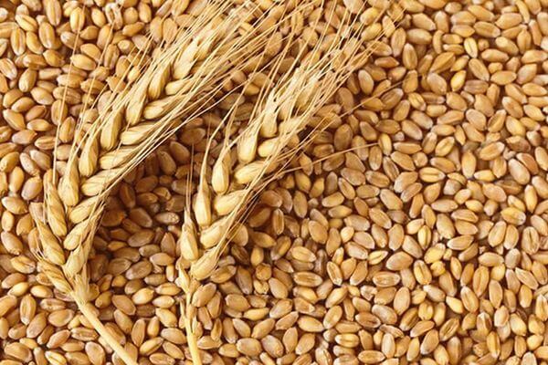 зерно-пшеница
