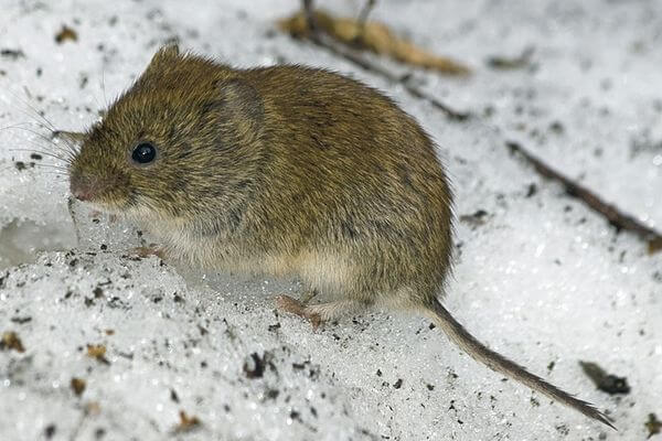 В Самарской области в 2,6 раза выросла заболе­ва­е­мость мышиной лихорадкой
