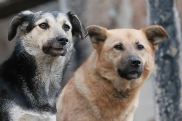 Чиновники Самары сообщили, что бездомных собак в городе стало меньше