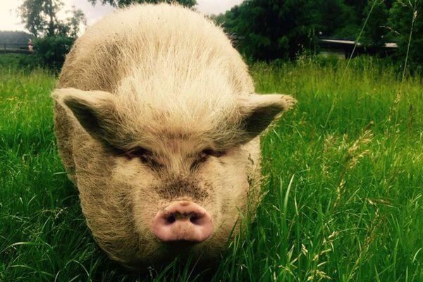 Жители самарского села пожаловались на соседа, свиньи которого гуляют, где захотят | CityTraffic