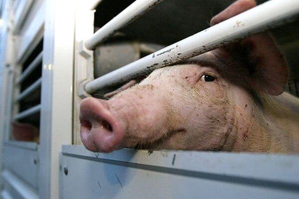 Убой свиней и карантин по АЧС объявлены еще на 4 территориях Самарской области | CityTraffic