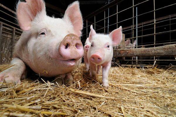 В селах Самарской области из-за АЧС начали изымать свиней