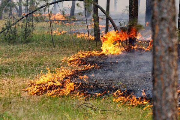 Оранжевый уровень: в Самарской области до середины августа сохра­нится чрезвы­чайная пожаро­опас­ность лесов