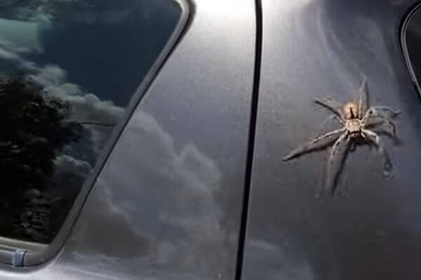 Сорока спасла женщину от гигантского паука: видео | CityTraffic