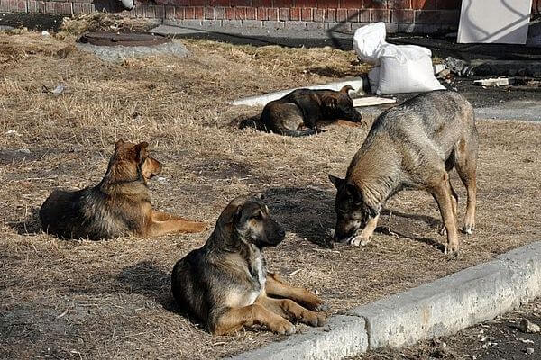 Прокуроры обнаружили в парке Кинеля 18 бродячих собак | CityTraffic