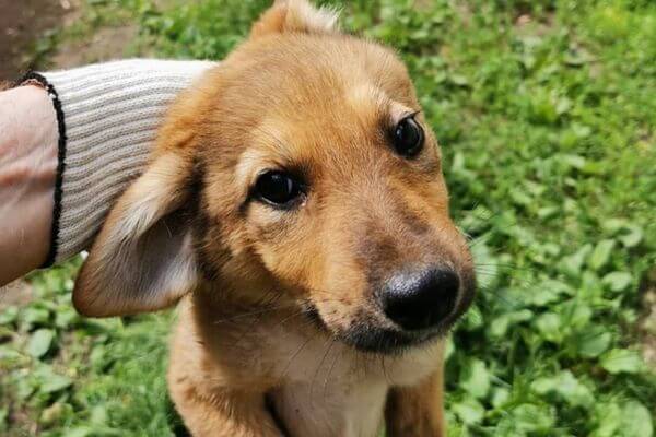 Житель Самарской области оказался в больнице из-за разных взглядов на воспи­тание собаки со своим братом