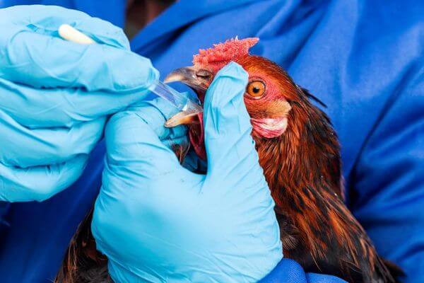 В Самарской области отменили карантин, введенный из-за вспышки птичьего гриппа на Тимашевской птицефабрике | CityTraffic