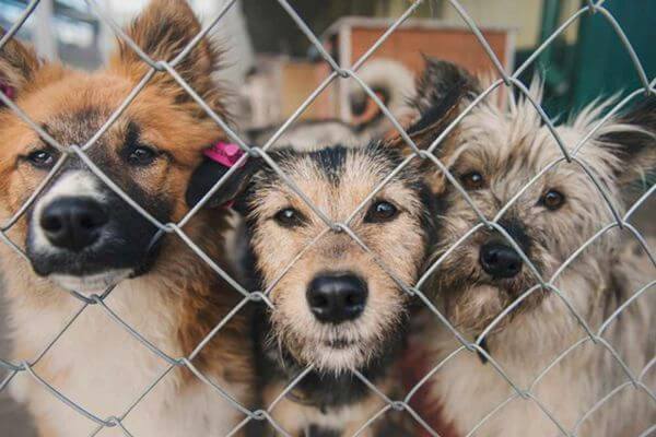 Депутаты Сызрани предложили пожиз­ненно содержать бездомных животных в приютах