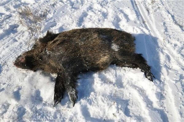 Три браконьера убили двух кабанов в Самарской области | CityTraffic