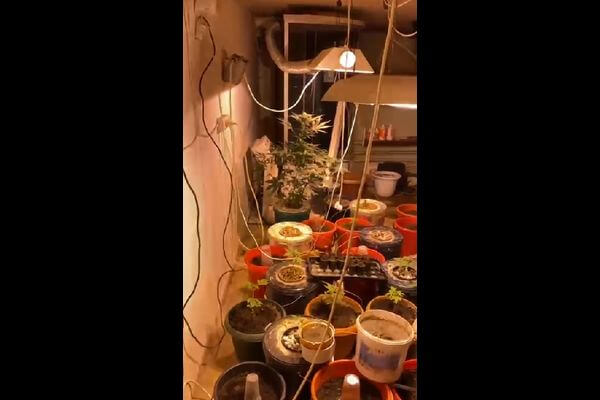 Житель Тольятти выращивал в подвале дома коноплю | CityTraffic