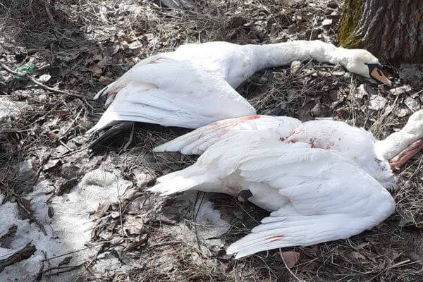 Из-за убийства лебедей в Самарской области возбудили уголовное дело | CityTraffic
