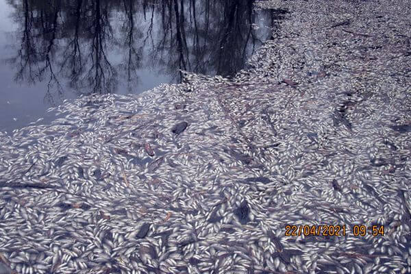 В Самаре расследуют факт массовой гибели рыбы на озере Рулевом | CityTraffic