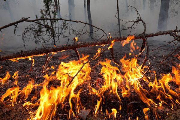 В Самарской области 4 часа тушили горящий лес на площади 8 га