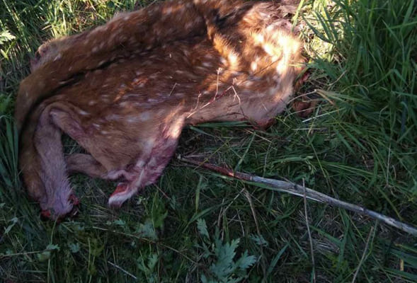 В Самарской области поймали брако­ньеров, убивших пятни­стого оленя