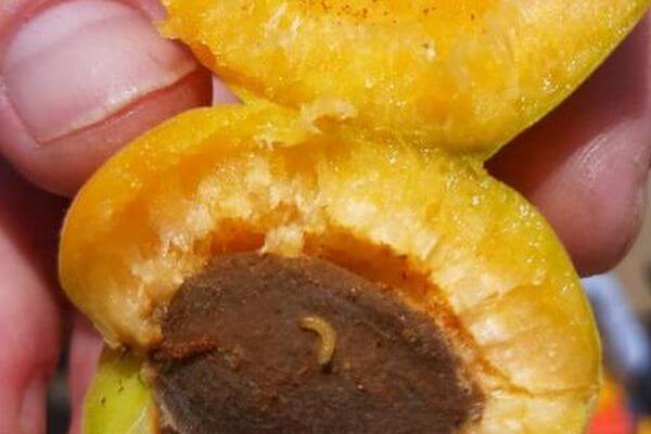 В Самаре нашли 19 тонн зараженных вреди­телями абрикосов
