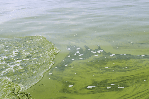Сине-зеленые водоросли убивают рыбу в Тольятти | CityTraffic