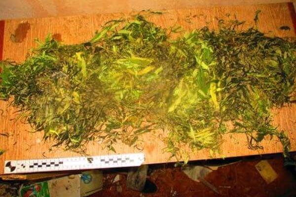 Полиция изъяла припасы марихуаны у селянина из Самарской области