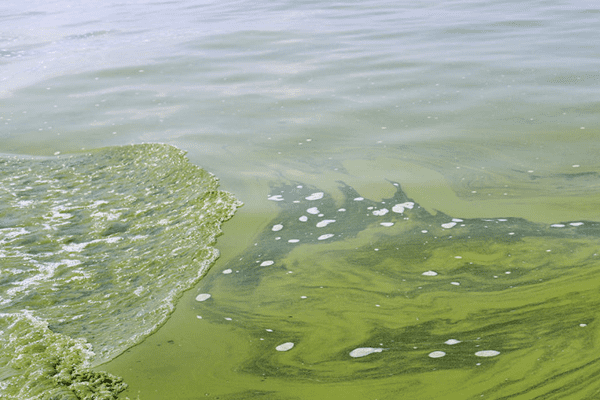 В волжской воде у Тольятти выявили превы­шения ПДК