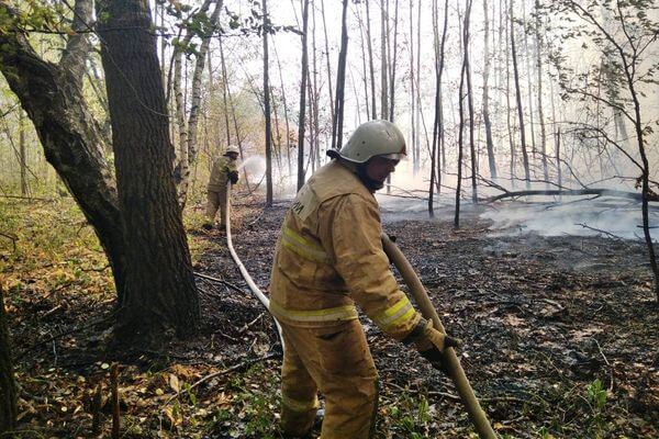 В ГУ МЧС по Самарской области сообщили о локализации лесных пожаров в Борском районе | CityTraffic