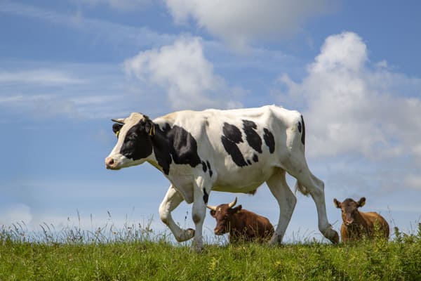 В двух селах Самарской области ввели карантин по лейкозу крупного рогатого скота