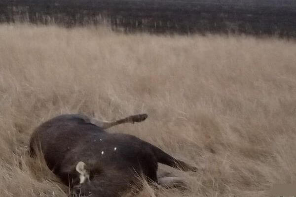 В Самарской области браконьеры убили лося и бросили тушу | CityTraffic