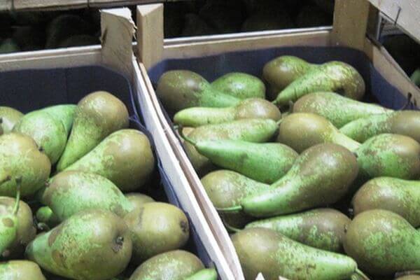 Таможенники Самары задержали 19 тонн бельгийских груш, которые везли под видом казахстанских | CityTraffic