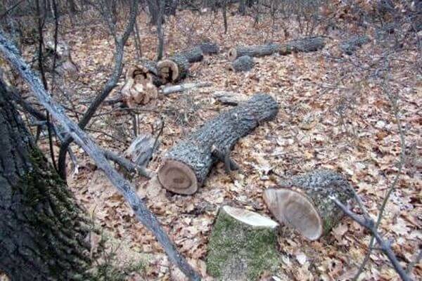 В Самарской области задержали черных лесорубов