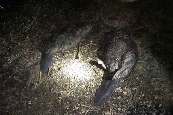 На браконьера, убившего бобра и бобриху в Самарской области, завели дело | CityTraffic