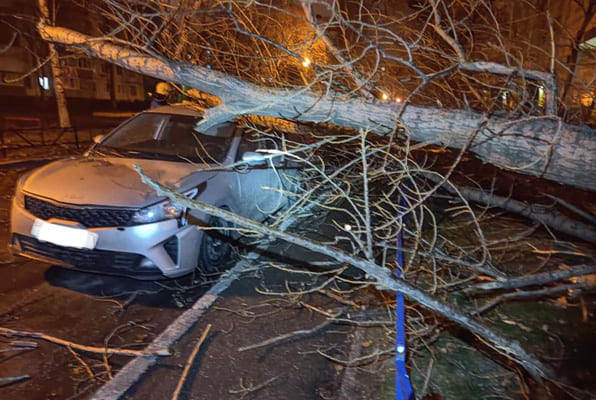 В Тольятти сильный ветер повалил деревья на припаркованные автомобили | CityTraffic