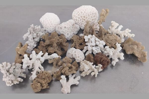 У пассажирки в Курумоче обнаружили 13 кораллов исчезающего вида | CityTraffic