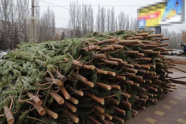 С 15 декабря в Самаре начали продавать елки