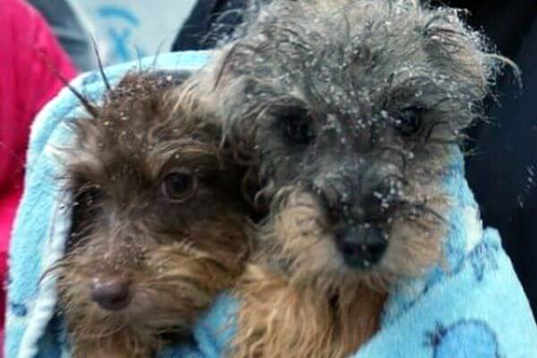 Волонтеры со всей России спасают собак из адской квартиры в Тольятти, где их было больше 120