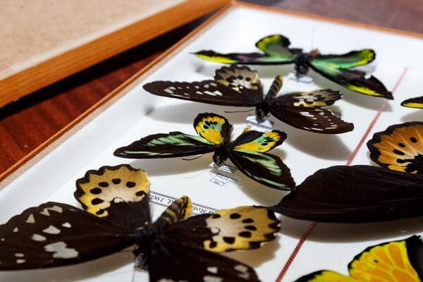 В Самарском универ­ситете откроют Умный дом бабочек