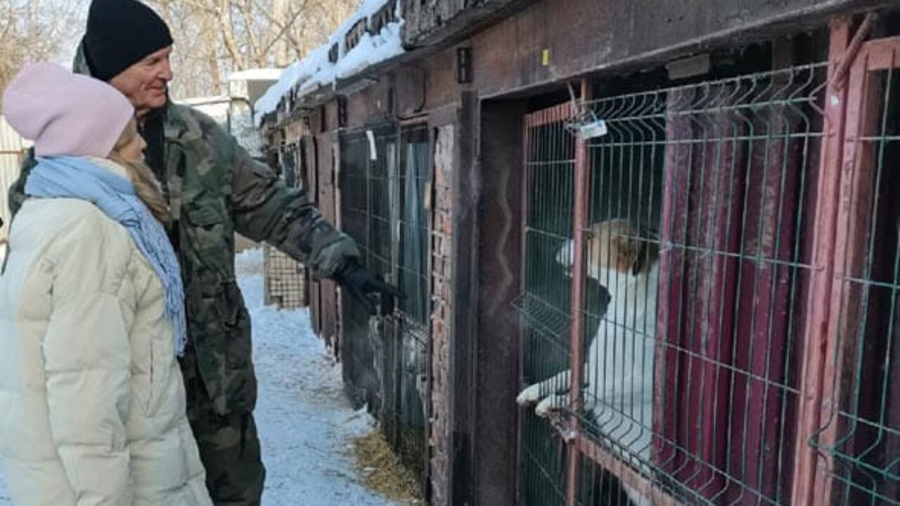 В Тольятти планируют за счет бюджетных средств пожизненно содержать в  приютах агрессивных собак | CityTraffic