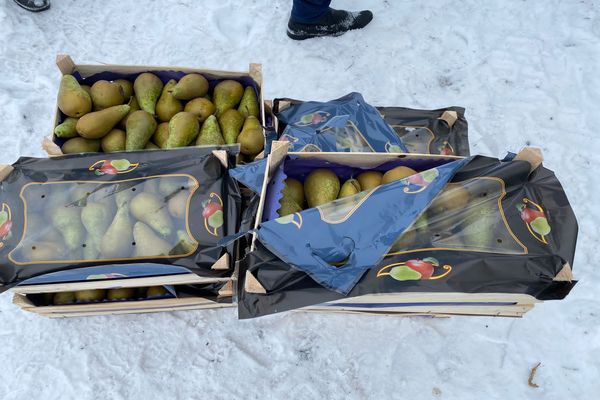 Самарская таможня задержала более 37 тонн санкци­онных груш