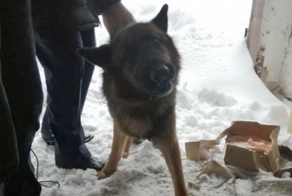 В Жигулевске полицейские помогли спасти собаку, которая провалилась в погреб | CityTraffic