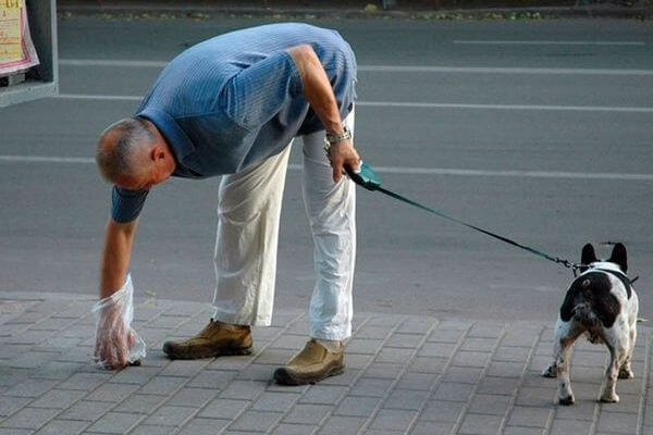 В Самарской области владельцев собак заставят убирать за ними экскре­менты при выгуле
