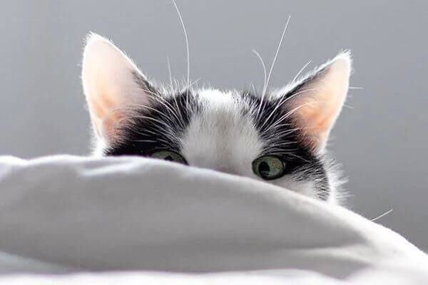 Ученые: если ваша кошка будит вас рано утром, не нужно ее кормить