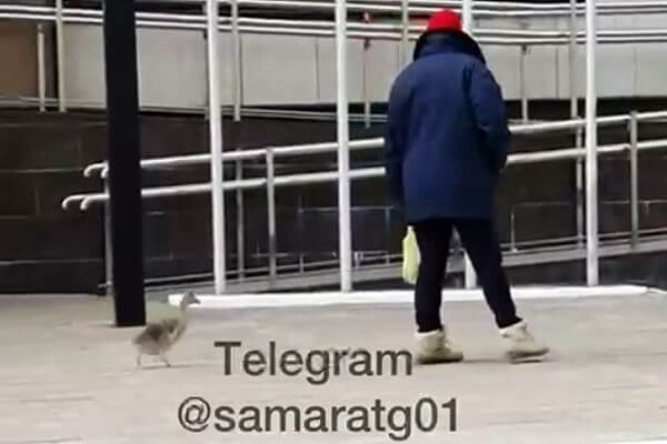 В Самаре по центру города ходят утки