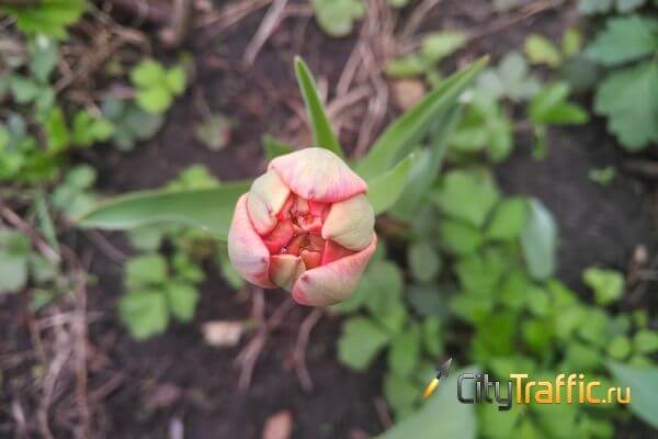 В 2024 году в Самаре высадят более 120 тысяч тюльпанов