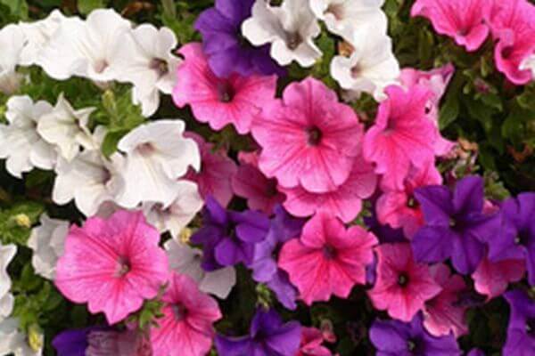 В Промышленном районе Самары посадят белые, розовые и фиоле­товые петунии