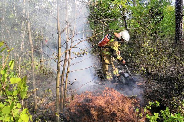 В Тольятти тушат пожар в лесу
