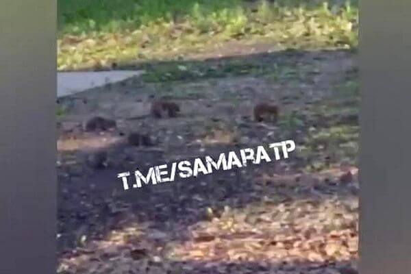 В Самаре посетители заметили крыс в парке Гагарина