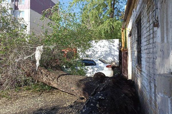 В Самаре дерево упало на 6 припар­ко­ванных машин